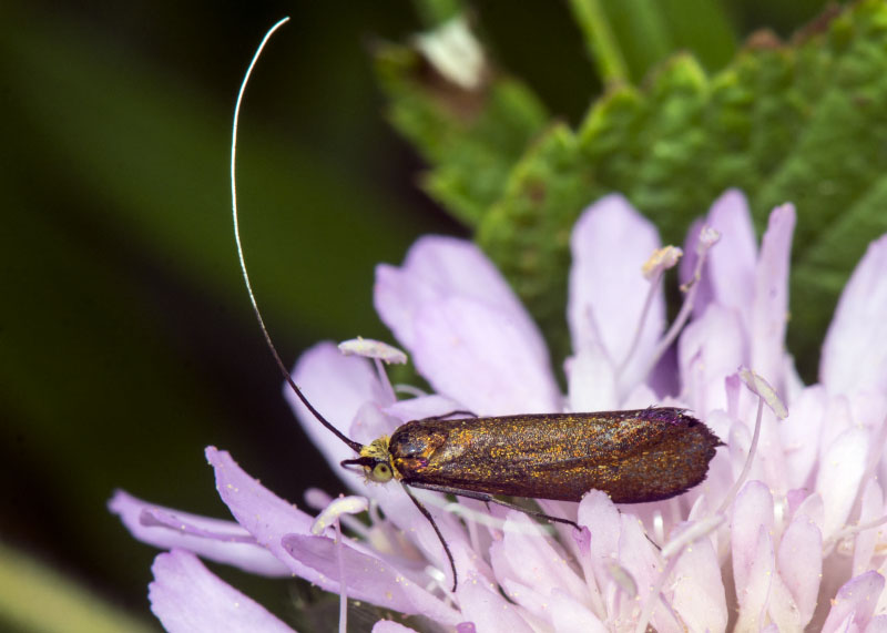 Adelidae